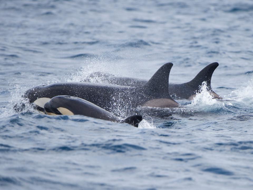 A pod or orcas with a baby killer whale is seen swimming together, with only their backs emerging from the water.