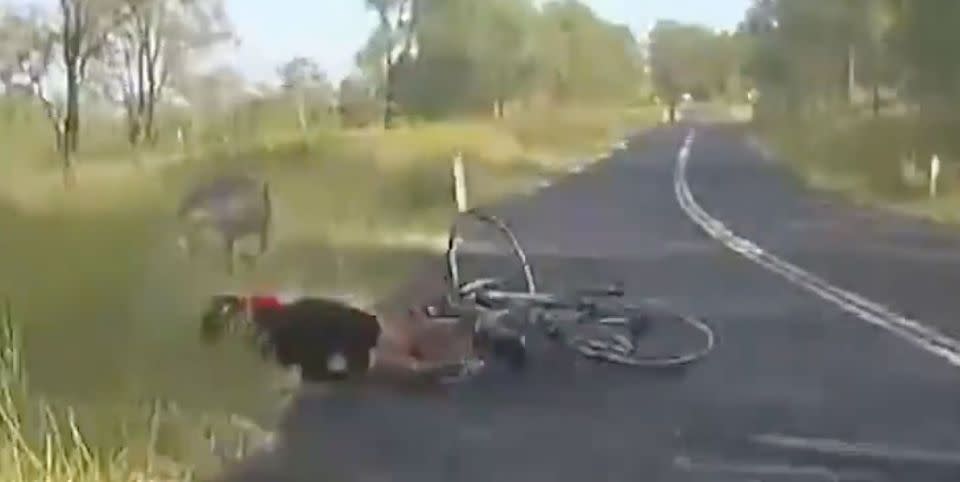The cyclist crashes to the ground as the roo bounds away. Source: Facebook/Ash, Kip & Luttsy