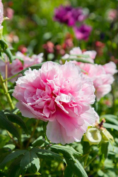 giverny, france april 24 peony flowers are seen during the inauguration ceremony of the recreation of claude monets painting les pivoines on april 24, 2018 in giverny, france photo by pierre suugetty images