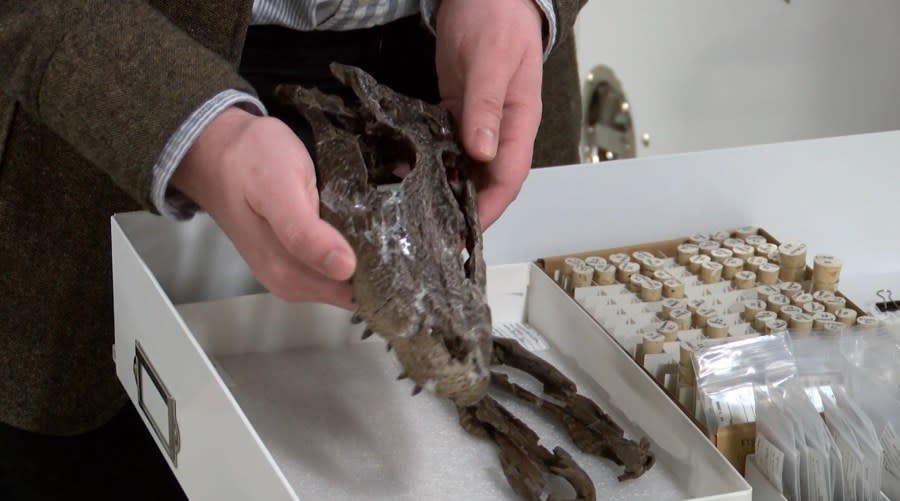 Photo: An alligator skull discovered at the Gray Fossil Site. (WJHL)