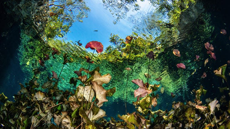 Water lilies growing in a pool in Mexico. 