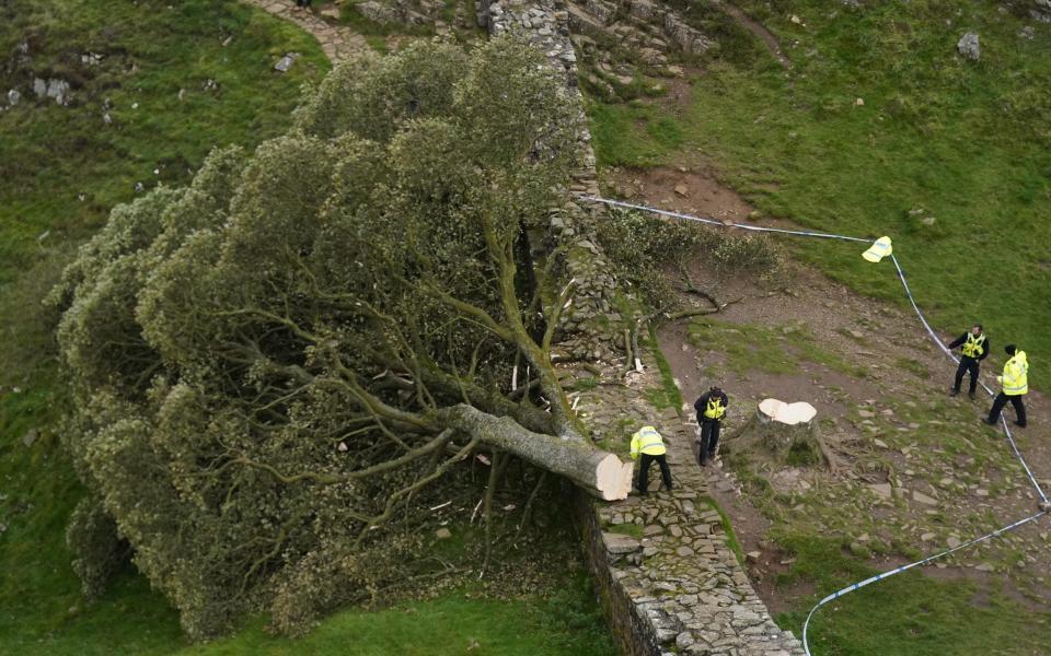 The tree at Sycamore Gap was chopped down 'deliberately' and has subsequently caused  damage to Hadrian's Wall