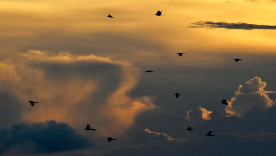 Thousands of birds are expected to migrate overnight on Tuesday and Wednesday, according to BirdCast.
