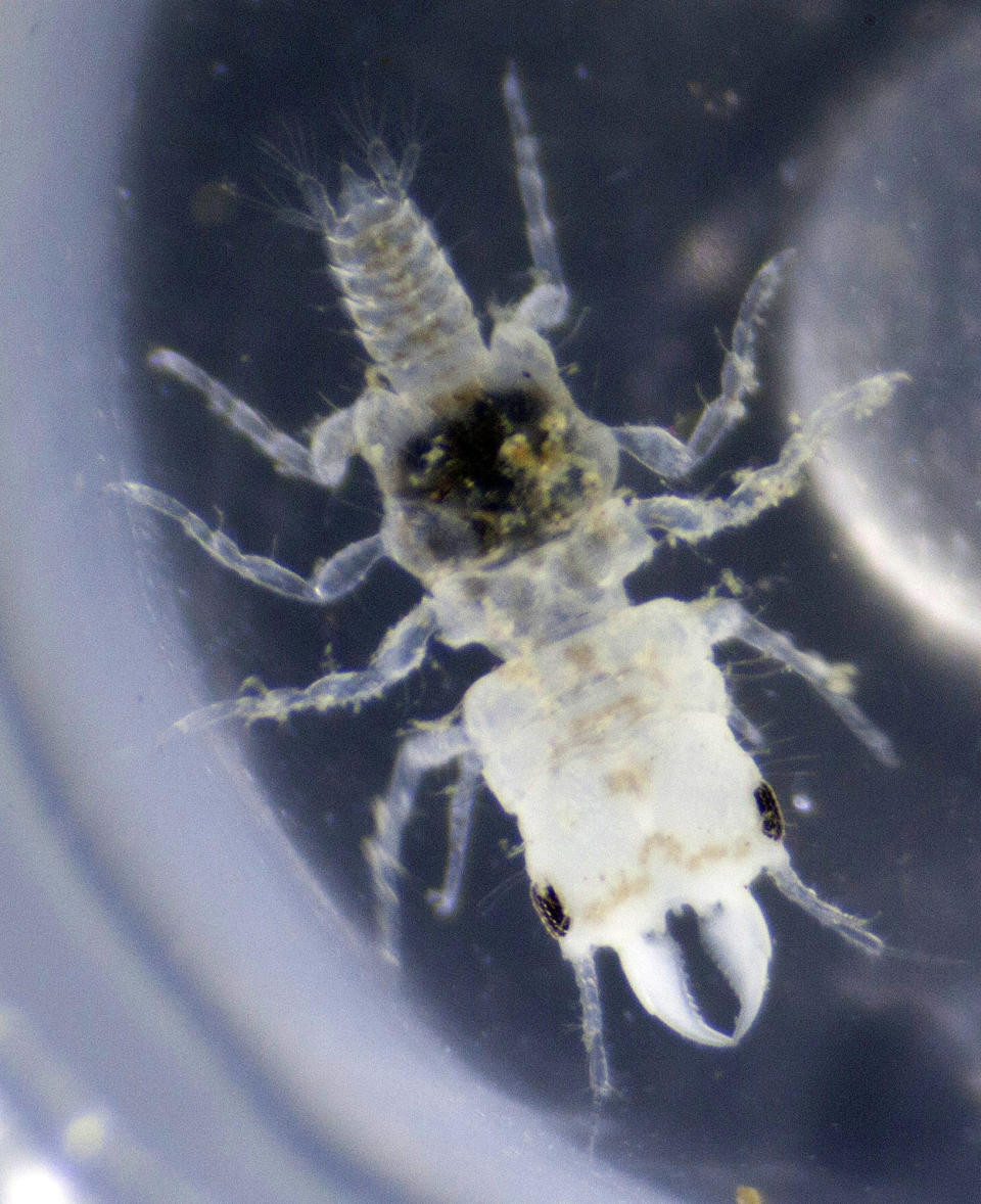 This undated picture released by the National Science Foundation on Wednesday, July 11, 2012, shows a close-up of an adult male gnathiid parasite. Arkansas State University marine biologist Paul Sikkel discovered the tiny blood-sucking marine parasite, a new species within the family of gnathiids, that infests fish on Caribbean coral reefs and named it "Gnathia marleyi" after Jamaican reggae icon Bob Marley. (AP Photo/National Science Foundation, John Artim, Department of Biology, Arkansas State University)