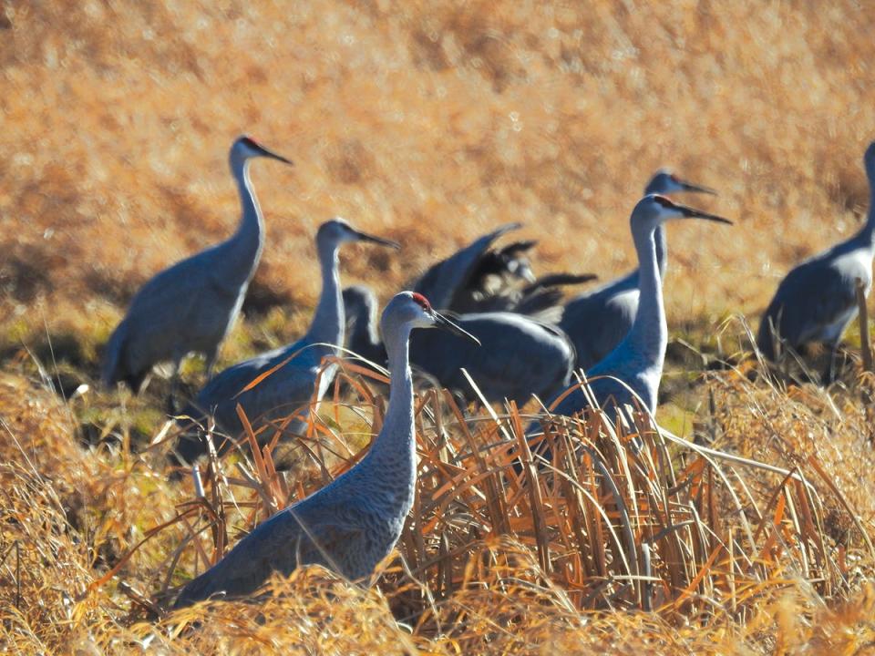 Sandhill Cranes, Lake Farm County Park, Madison