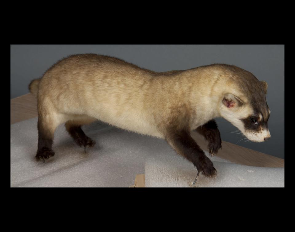 The ferret, after it's "extreme makeover," has darker fur thanks to a thorough dusting and a few color touch-ups.