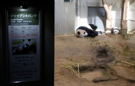 A baby panda Xiang Xiang, born from her mother panda Shin Shin (L) on June 12, 2017, is seen during press preview ahead of the public debut at Ueno Zoological Gardens in Tokyo, Japan December 18, 2017. REUTERS/Issei Kato