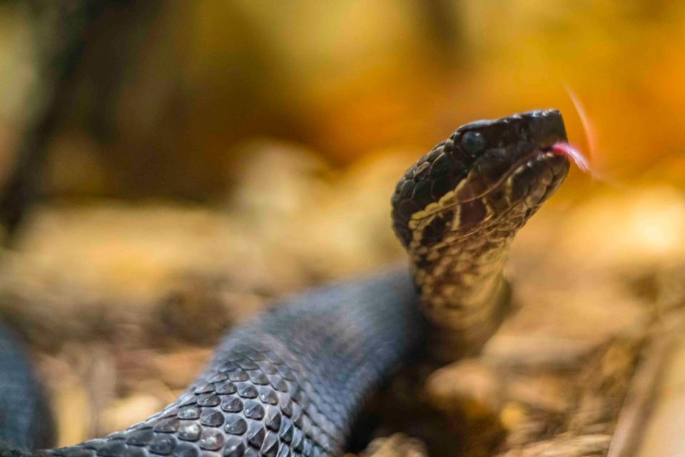 A cottonmouth whips its tongue in its exhibit on Thursday, May 2, 2019, at the Birmingham Zoo in Birmingham, Alabama. [Photo by Laura Chramer]