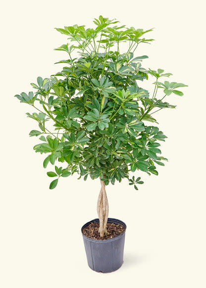 <p><a href="https://heyrooted.com/products/hawaiian-dwarf-umbrella-tree-schefflera-arboricola-gold-capella-large?view=sprint-2-test" rel="nofollow noopener" target="_blank" data-ylk="slk:Shop Now;elm:context_link;itc:0;sec:content-canvas" class="link rapid-noclick-resp">Shop Now</a></p><p>Hawaiian Dwarf Umbrella Tree</p><p>heyrooted.com</p><p>$99.00</p>