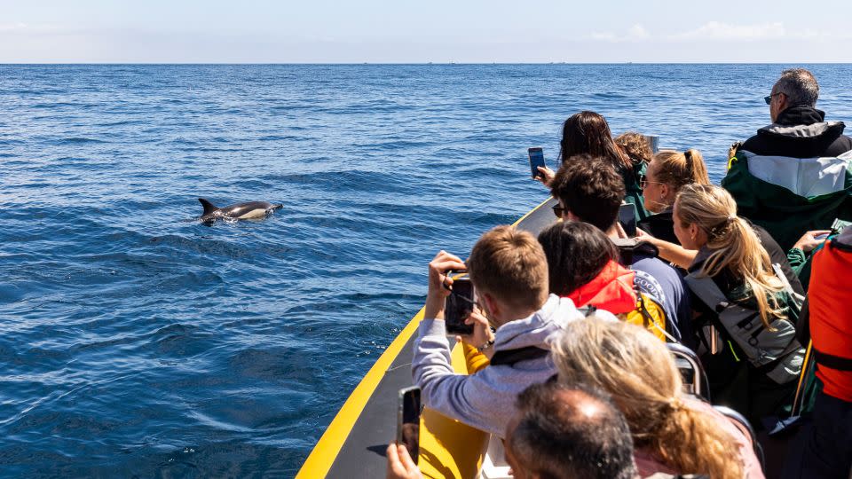 If not done properly, whale watching can be damaging for both the whales and the local community. - Francisco Garcia/Courtesy Terra Azul