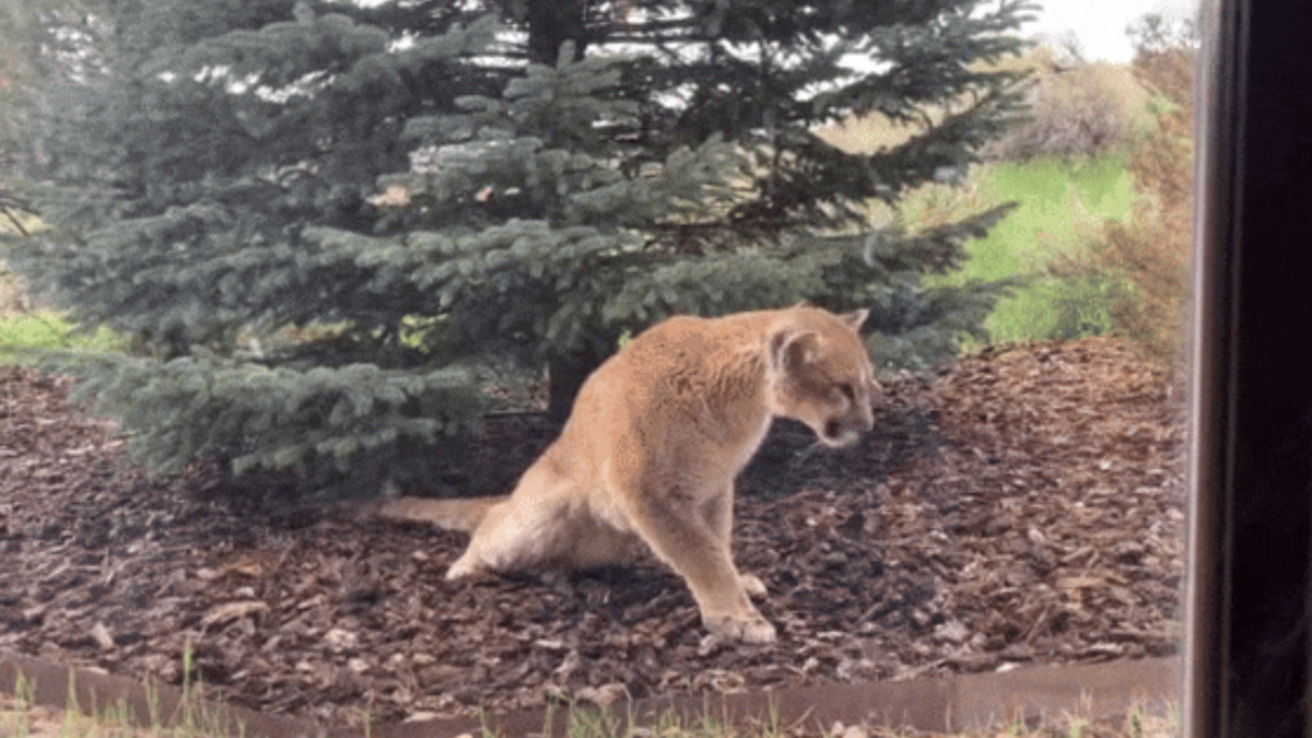 A young female mountain lion struggles outside a Colorado home in 2023. This mountain lion was the first documented case of staggering disease in North America.  (CDC)