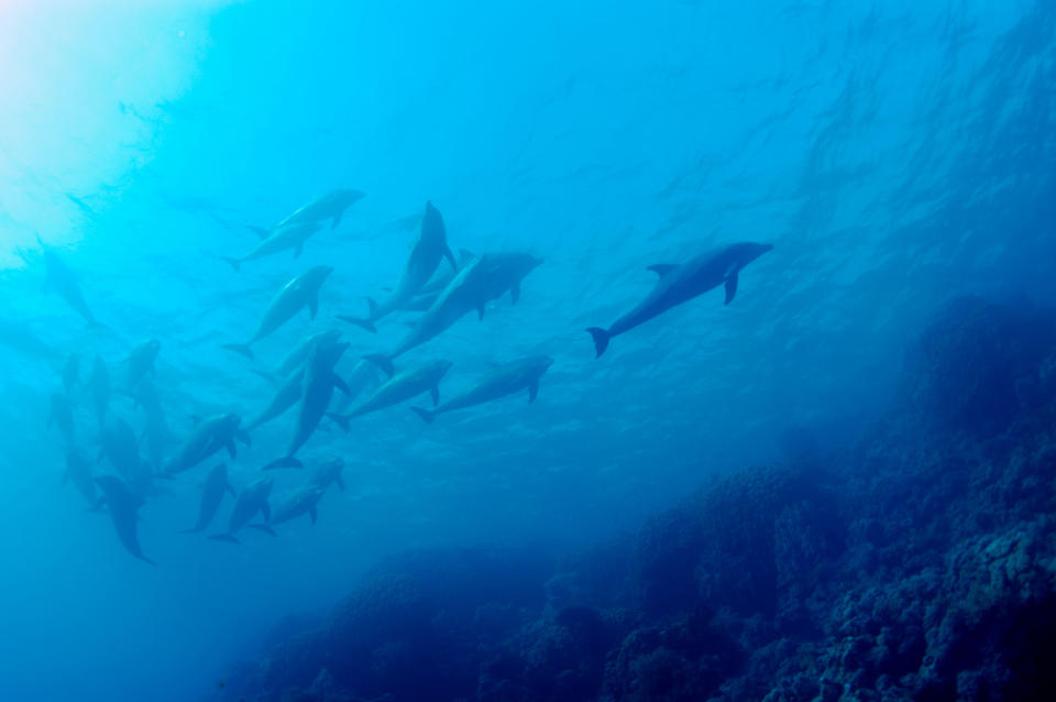 dolphins swimming