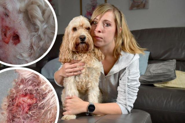 XL Bully: Court orders destruction of two XL Bullies after three  out-of-control dogs injure woman in Sheffield