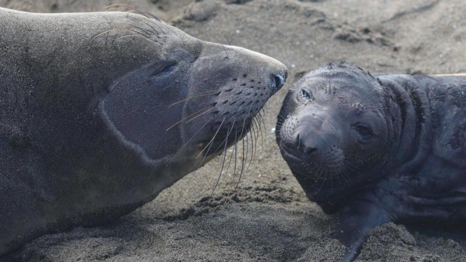 An elephant seal mom cares for her pup on the beach near the Piedras Blancas Light Station, seen here on Jan. 10, 2024.