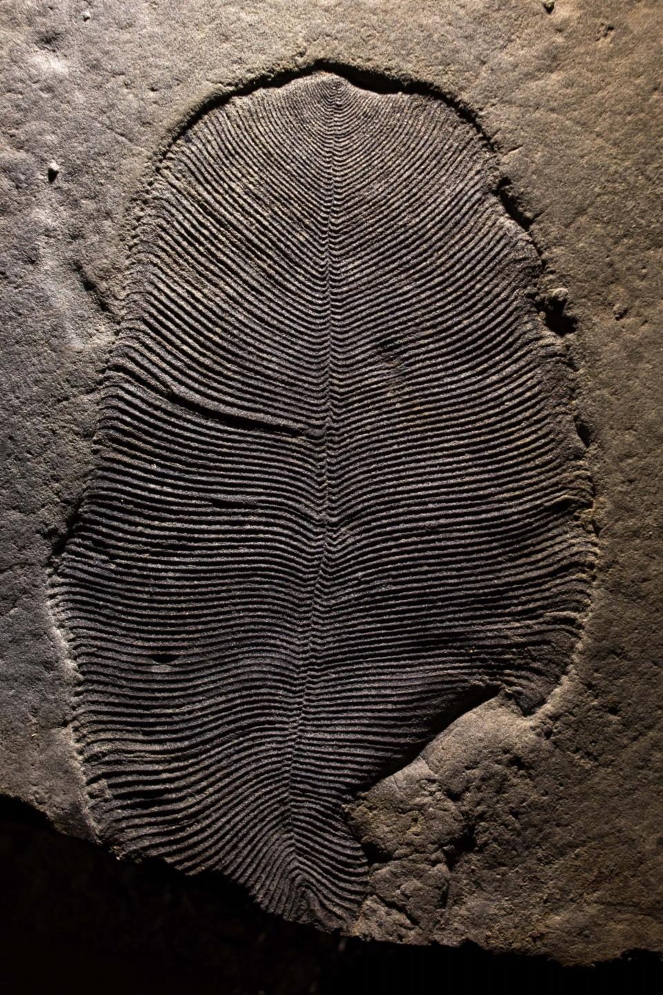 A well-preserved Dickinsonia fossil from the White Sea area of Russia. (Photo: The Australian National University)