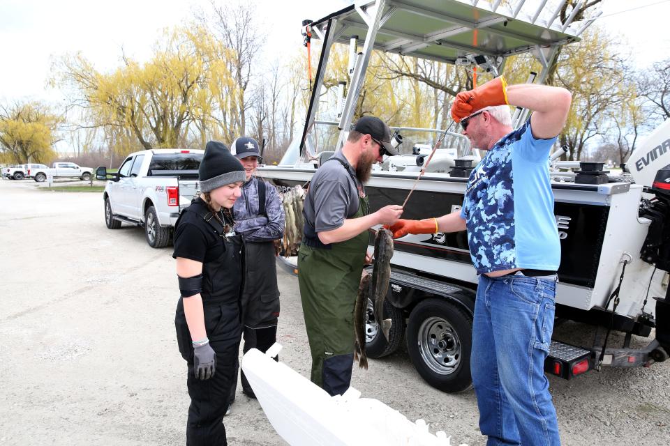 The Pettit and Struck families, of Mankato, Minnesota, string up their catch of walleye after morning fishing on Lake Erie. They got their limit of six walleye each in around three hours, while jigging on Tuesday morning.