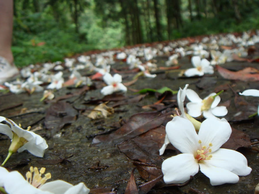 桐花(Photo Credit: 加蛋不加價@Flickr, License: CC BY 2.0，圖片來源：https://www.flickr.com/photos/cgwcool/2467132440/