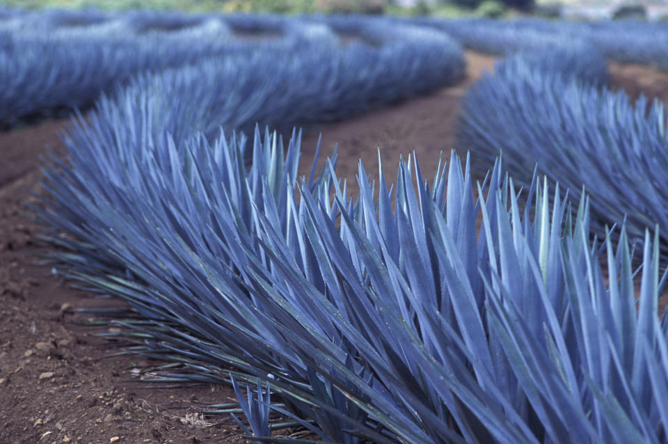 Blue agaves are large plants that thrive mostly in the highlands of Jalisco, where <a href="http://geo-mexico.com/?p=6953" target="_blank">80 percent of Mexican blue agave grows</a>,&nbsp;and where most of the country's&nbsp;tequila distilleries are located.