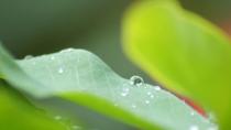 Getting close to nature - a Kerala monsoon. <br><br>By <a href="http://www.flickr.com/photos/8442132@N04/" rel="nofollow noopener" target="_blank" data-ylk="slk:pred_2004;elm:context_link;itc:0;sec:content-canvas" class="link ">pred_2004</a>