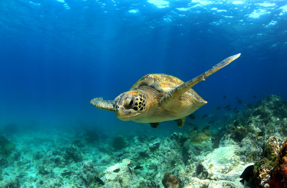 Green sea turtle swimming underwater in lagoon