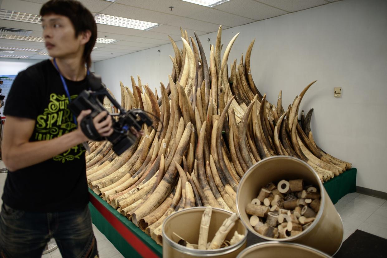 Seized ivory tusks in Hong Kong on May 15, 2014. On Wednesday, the city said it would be phasing out ivory sales.&nbsp; (Photo: Credit: Philippe Lopez/Getty Images)