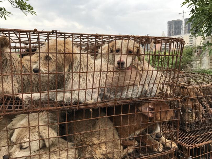 Dog Meat Yulin Summer Solstice 