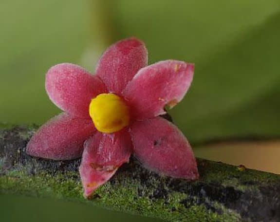 The rare flower was found in Gabon