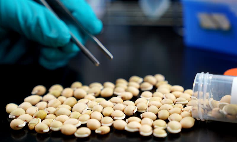 中研院證實「白扁豆」有效阻斷新冠病毒入侵。（圖／中研院提供）