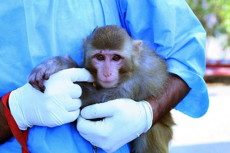 An Iranian scientist holds a monkey with light fur and a mole above its right eye, claimed to have been taken on January 28, 2013, before being sent into space. Iran's announcement that it had successfully sent a monkey into space stirred questions on the Internet on Saturday, with people pointing to differences between official images of the primate before takeoff and after landing