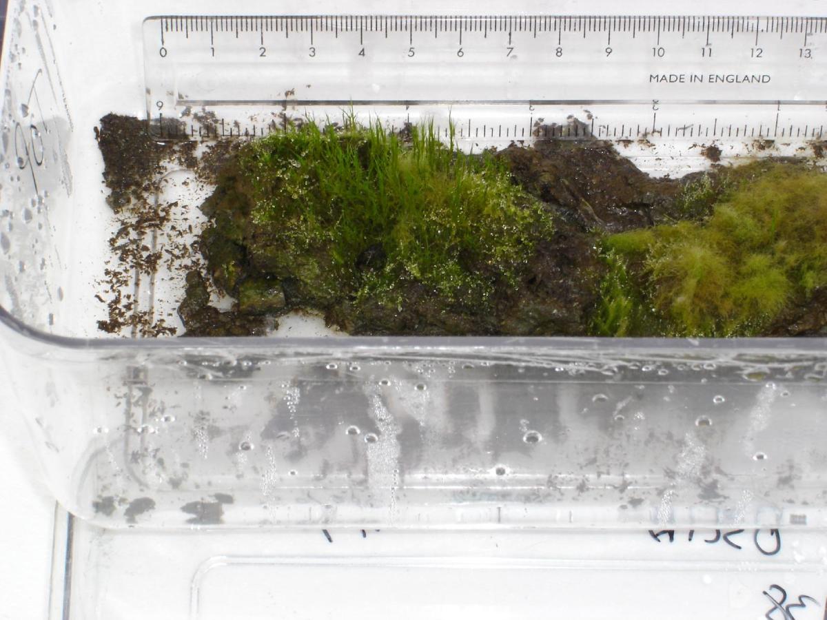 Frozen Fractals All Around: How Moss Has Adapted to Thrive in