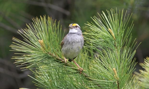 To make your backyard more attractive to birds, it's best to have a feeder for sparrows, like the one pictured, and other feeders for other types of birds. (Scott Ramsay/Submitted by The University of Northern British Columbia - image credit)