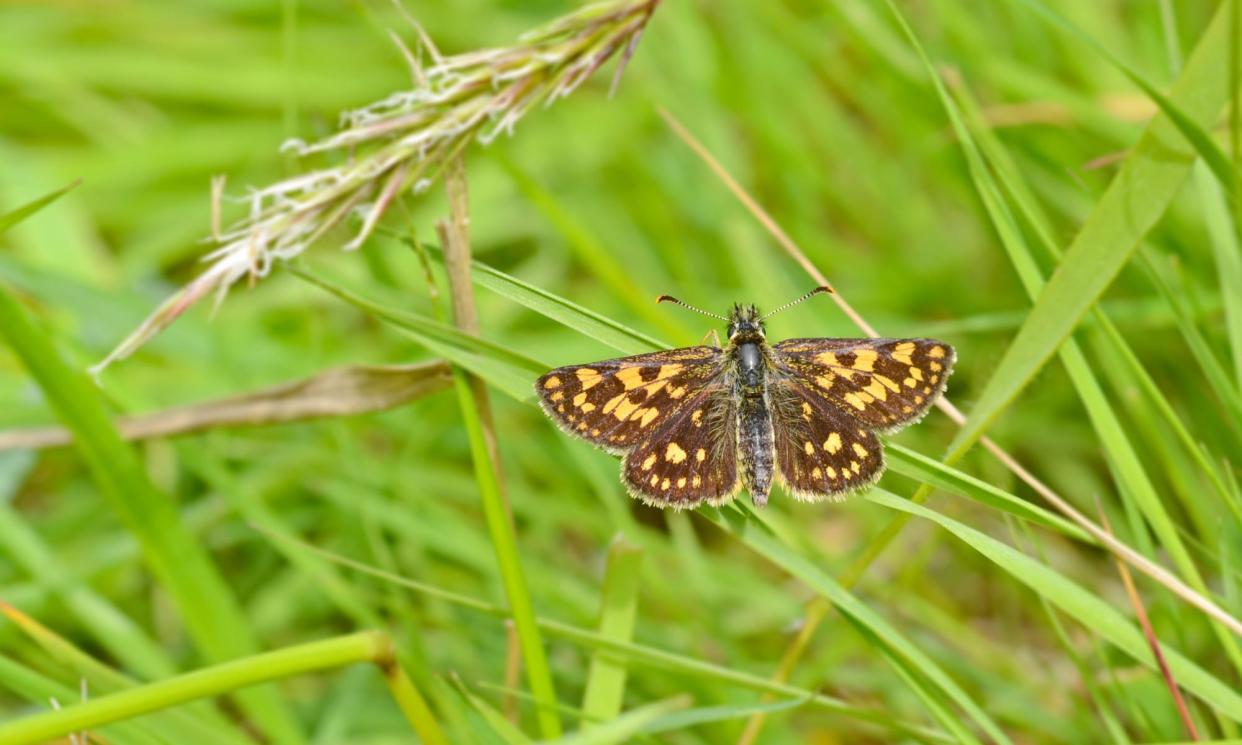 <span>A chequered skipper butterfly, which requires long grass year round to thrive.</span><span>Photograph: Andrew Cooper/PA</span>