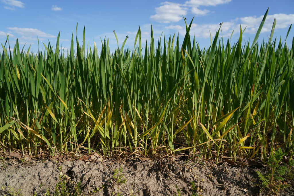 Farmers Fear Possible Drought As Rain Remains Scarce