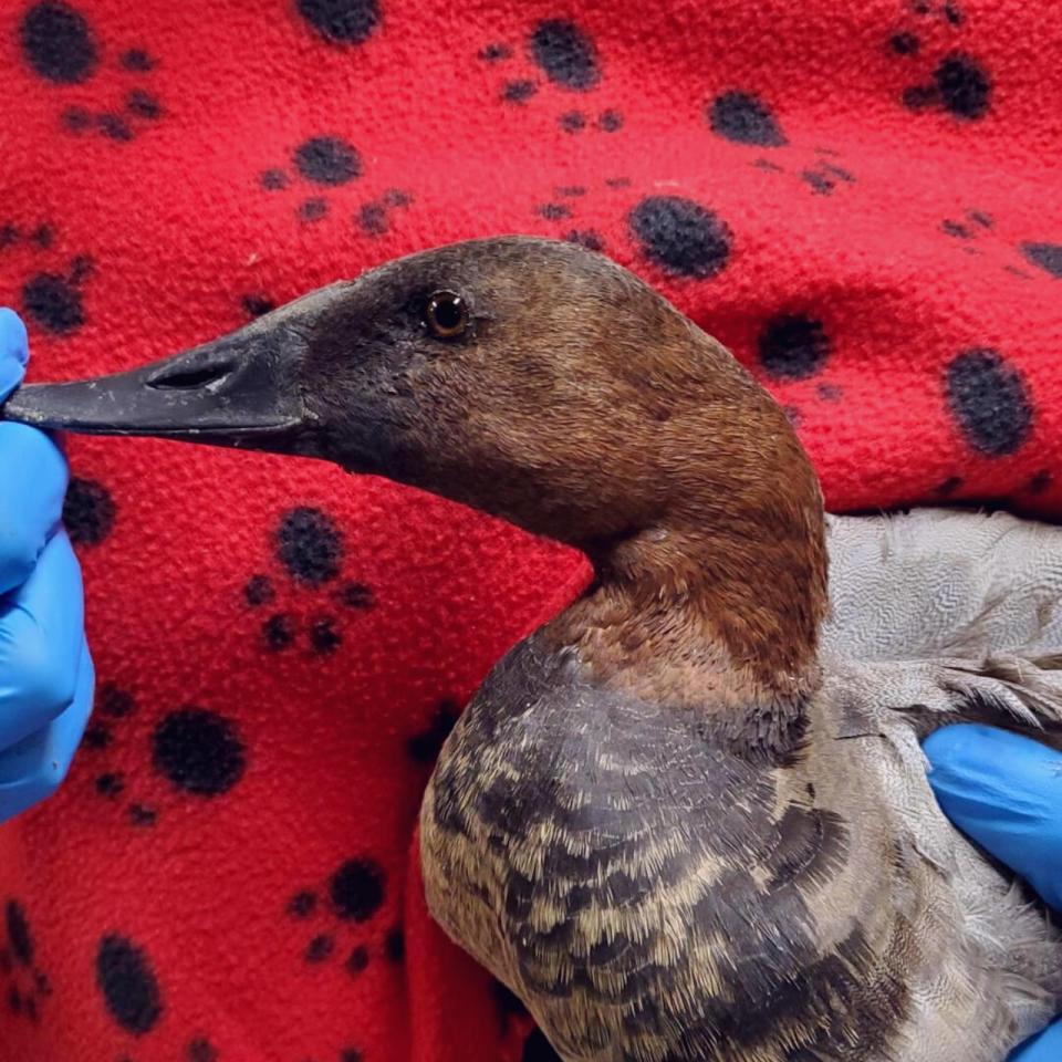 The canvasback duck came into Salthaven West's care in October with injuries from a suspected collision with a car. The duck is doing much better but will have to be overwintered until it can be released next spring. 