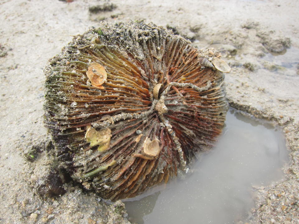 This coral was exposed during low tide. (Yahoo! Singapore/ Karen Vera)