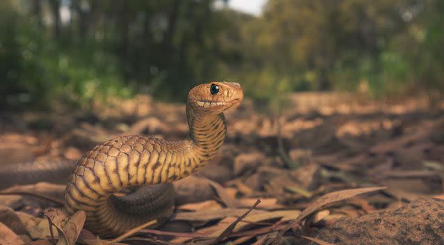 In the 13 years until 2013, snakes, including Eastern brown, had killed the most people. Photo: Getty