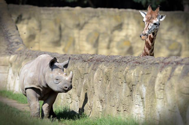 Mandatory Credit: Photo by Slavek Ruta/REX/Shutterstock (5725755c) A black rhino or hook-lipped rhinoceros male called Josef has a giraffe for a neighbor A black rhino cub with a giraffe for a neighbor, Dvur Kralove Zoo, Czech Republic - 10 Jun 2016 Two rhinocero were born on January in Zoo Dvur Kralove nad Labem in 2015. They are critically endangered in the wild nature. The Dvur Kralove Zoo has the the largest population of African animals in Europe. 