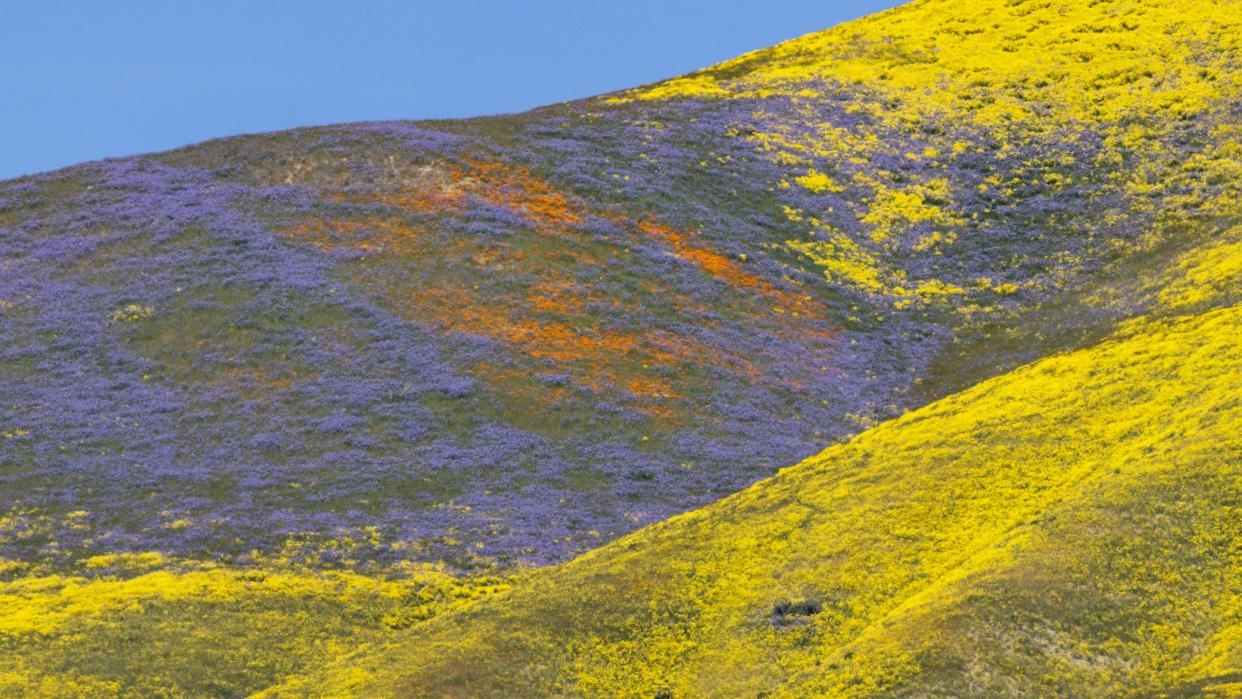  The colors of various wildflower species color the hills of the Temblor Range, the mountain range that is pushed up on the east side of the San Andreas Fault, at Carrizo Plain National Monument . 