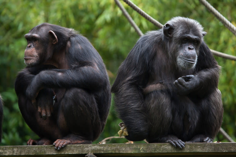 <span class="caption">Humans share 99% of their genes with chimpanzees, our closest relatives.</span> <span class="attribution"><a class="link " href="https://www.shutterstock.com/image-photo/common-chimpanzee-pan-troglodytes-known-robust-589560017" rel="nofollow noopener" target="_blank" data-ylk="slk:Shutterstock;elm:context_link;itc:0;sec:content-canvas">Shutterstock</a></span>