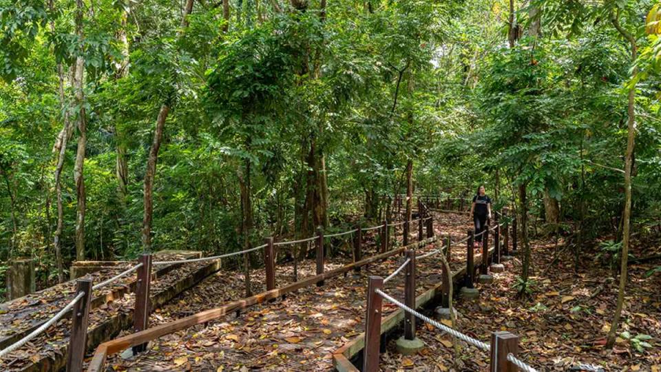 best hiking trail in singapore - thomson nature park hero trail