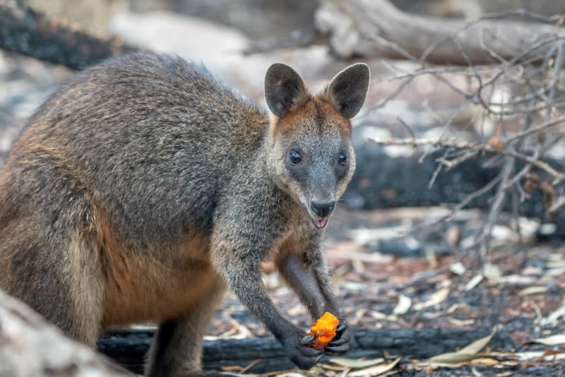 Un ualabí come después de que el personal del NSW DPIE lanzara al aire zanahorias y boniatos en las zonas afectadas por el incendio forestal en los alrededores de los Parques Nacionales en Nueva Gales del Sur