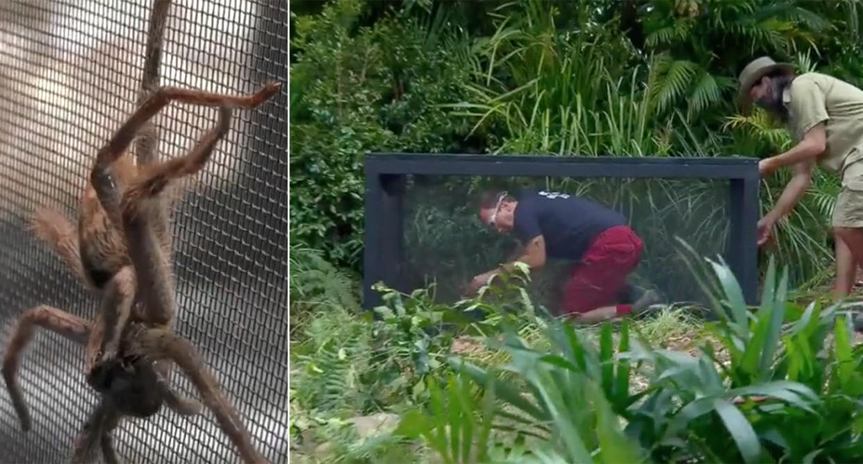 Matt Hancock gets up close to some spiders in I'm A Celebrity. (ITV)