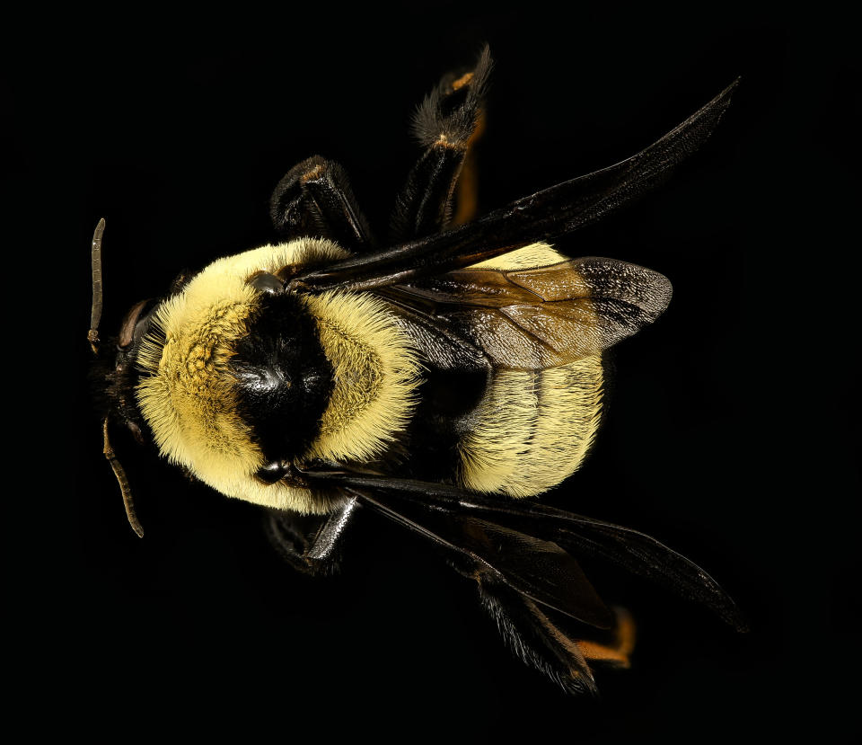 Petitioners say the Southern Plains bumble bee should be listed under the Endangered Species Act. / Credit: USGS