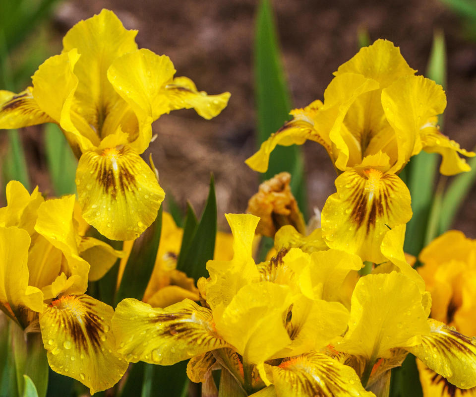 bearded iris Eyebright flowering in summer