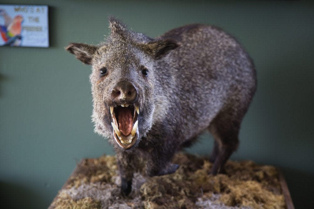 The collared peccary, or javelina, is considered an iconic Texas mammal, but it arrived here relatively recently in the 1700s.