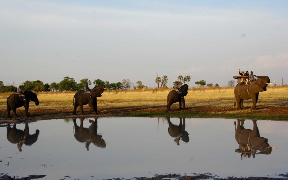 <p>The most incredible aspect of Abu Camp is its habituated herd of elephants, or “ellies” as the <em>mahouts</em> (elephant handlers) affectionately call them, with which you can get <a rel="nofollow noopener" href="http://www.travelandleisure.com/articles/safari-camps-animals" target="_blank" data-ylk="slk:up close and personal;elm:context_link;itc:0;sec:content-canvas" class="link ">up close and personal</a>.</p>