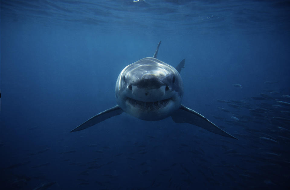 A shark swimming toward the camera