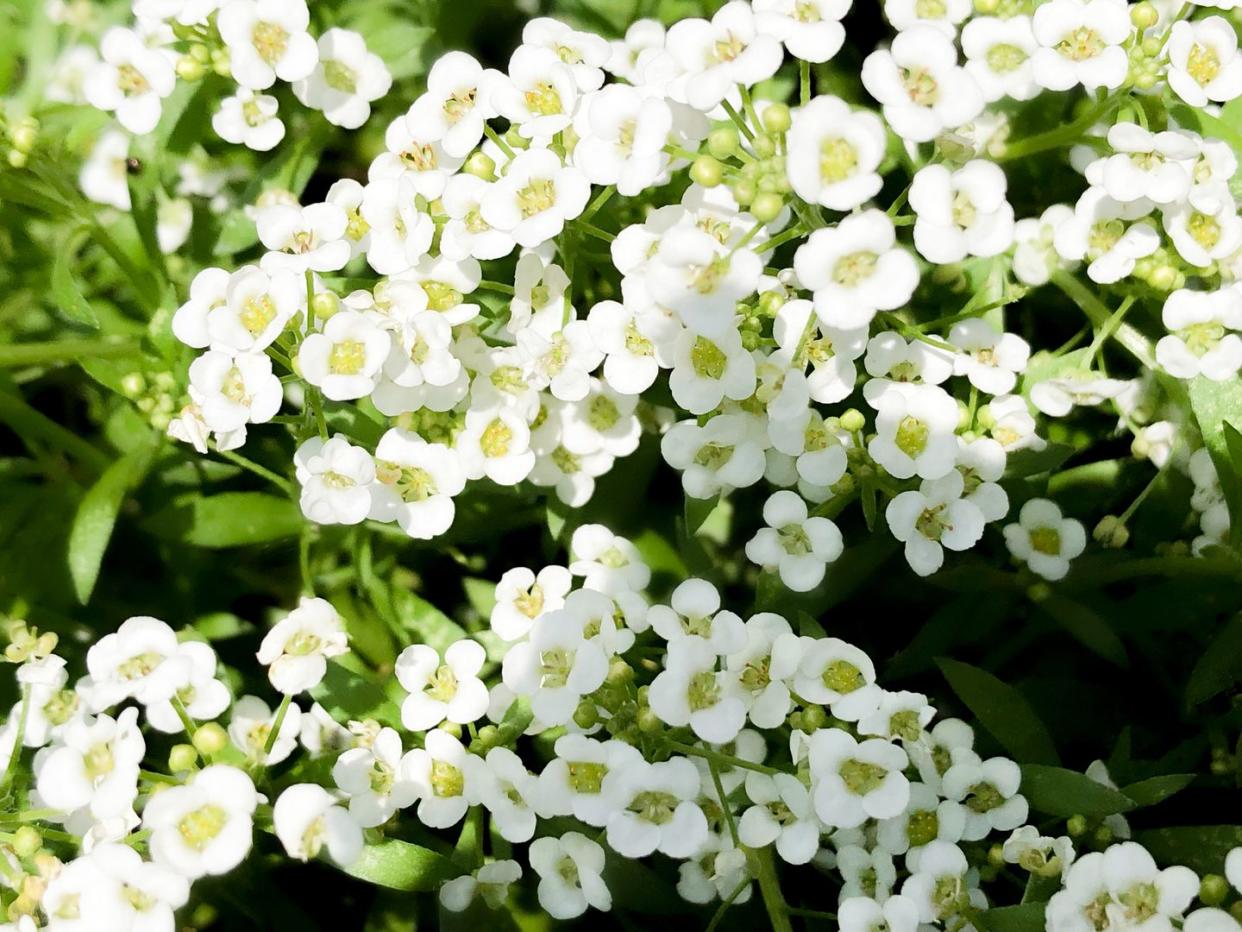 flower meanings, white sweet alyssum blooms