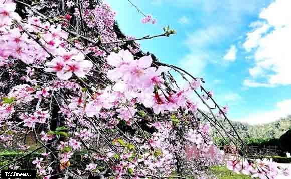 九族文化村櫻花祭正式登場。(記者蔡榮宗翻攝)