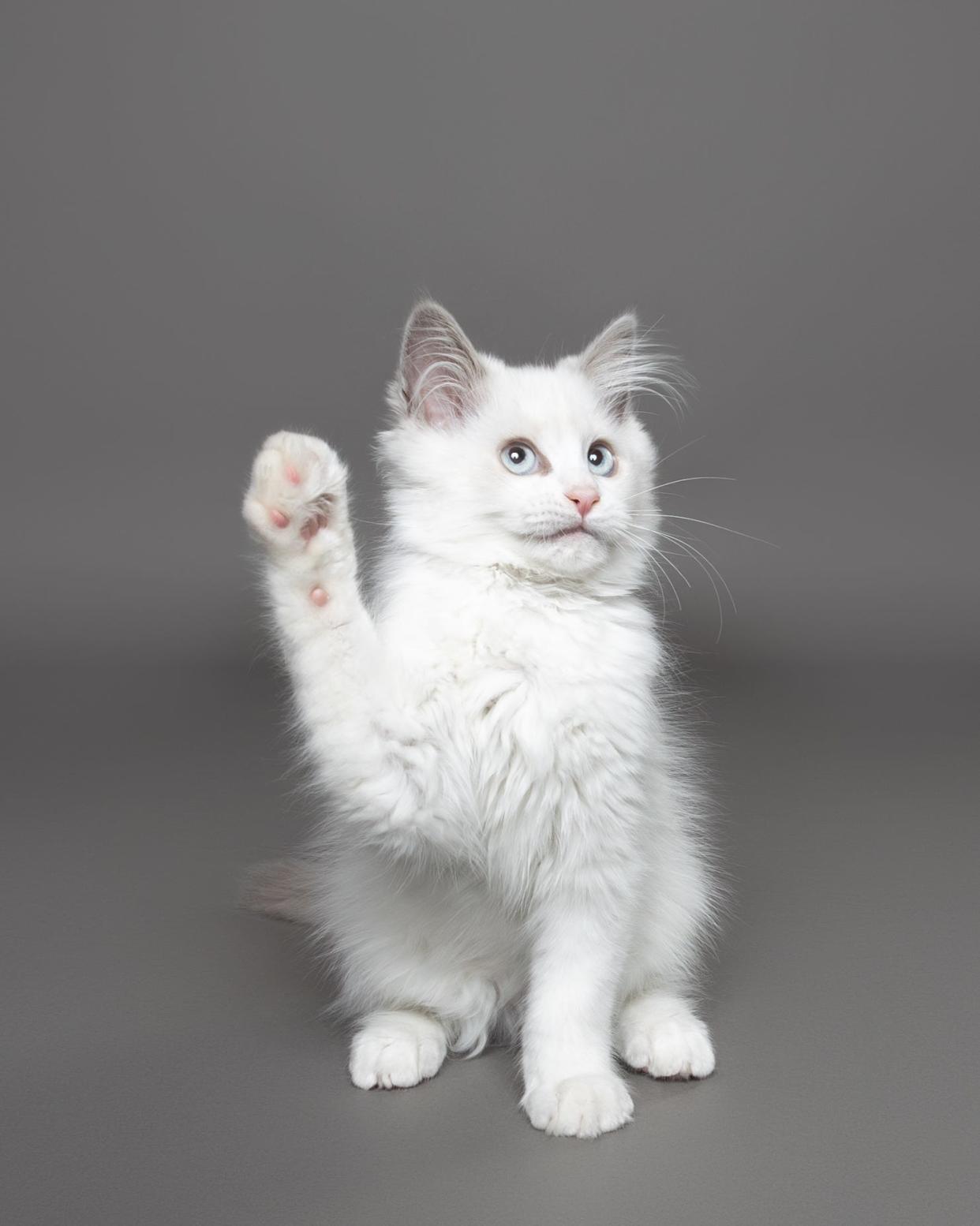 A white cat raises its paw